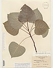 Herbarium sheet image thumbnail