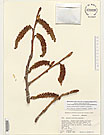 Herbarium sheet image thumbnail