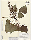 Herbarium sheet image thumbnail