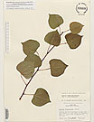 Herbarium sheet image thumbnail