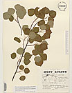 Herbarium sheet image thumbnail