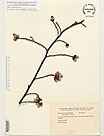 Herbarium sheet image thumbnail