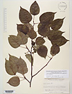 Herbarium sheet image thumbnail