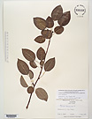 Herbarium sheet image thumbnail