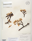 Herbarium sheet image thumbnail