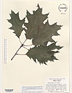 Herbarium sheet image thumbnail