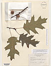 Herbarium sheet image thumbnail