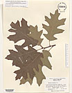 Herbarium sheet image thumbnail