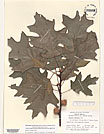 Herbarium sheet image thumbnail