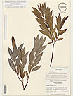 Herbarium sheet image thumbnail