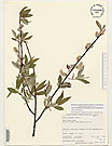 Herbarium sheet image thumbnail