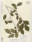 Herbarium sheet image thumbnail