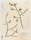 Herbarium sheet image thumbnail