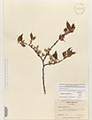 Herbarium sheet image thumbnail