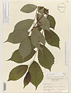 Herbarium sheet image thumbnail