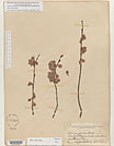 Herbarium sheet image thumbnail