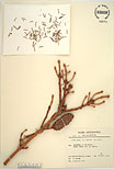 Herbarium sheet image thumbnail