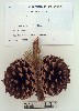 Herbarium sheet image thumbnail