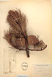 Herbarium sheet image thumbnail