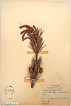 Herbarium sheet image thumbnail