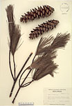 Herbarium sheet image thumbnail