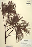 Herbarium sheet image thumbnail