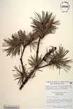 Herbarium sheet image thumbnail