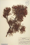 Herbarium sheet image thumbnail