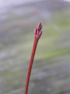 4red-maple-buds