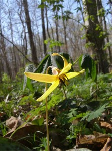 american-trout-lily
