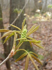 buckeye-buds-ken