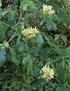 buckeye-flower-betsy-moyer