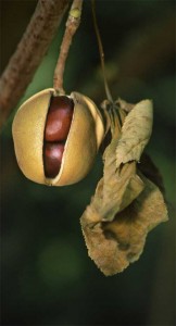 buckeye-fruit-betsy-moyer