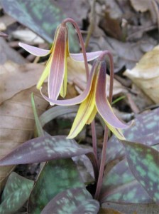 dimpled-trout-lily