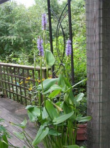 Pickerelweed-on-the-deck