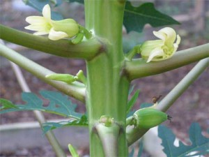 papaya-flowers-and-fruit