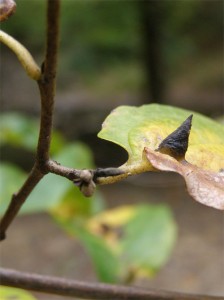 witch-hazel-leaf-and-buds