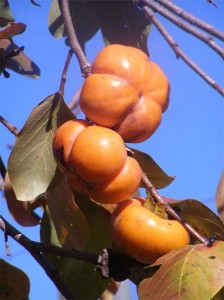 Japanese-persimmon