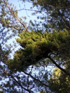 Witch's-broom-in-scrub-pine