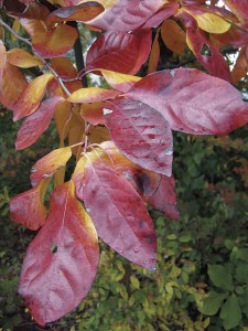 Photo by Ken Moore. Each brilliant red leaf of black gum appears polished.