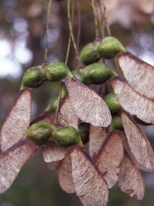 photo by Ken Moore. Beautiful winged seeds of southern sugar maple.