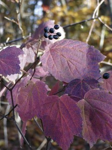 Photo by Ken Moore. Dusty-pink leaves of maple-leaved viburnum with drupes.