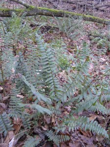 Photo by Ken Moore. A robust Christmas fern stands out on a forest-floor sea of Christmas ferns.