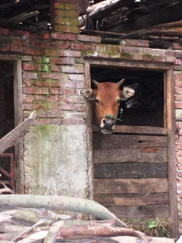 Chinese architecture, houses in China, Chinese houses