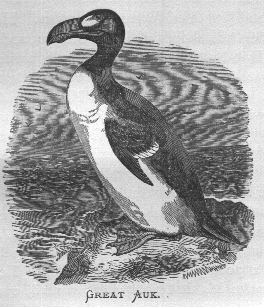 Great Auk