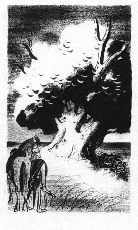 [napping under ombu tree]