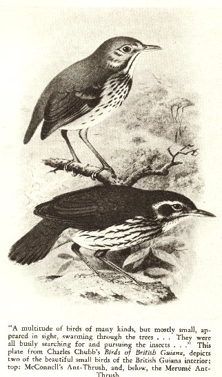 [multitude of birds]