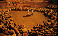 Sheep flight zone