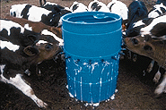 Calves on barrel