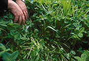Pasture forage